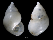 Styliferina goniochila