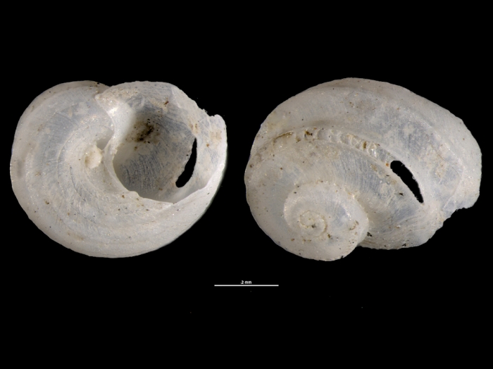 Sukashitrochus carinatus Sukashitrochus carinatus