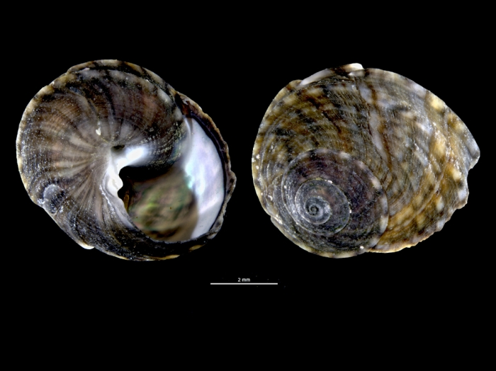 Tegula pfeifferi Tegula pfeifferi