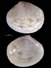 Timoclea marica