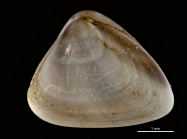 Tivela bicolor