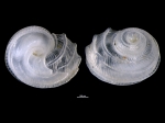 Tornus africanus