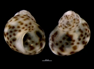 Tricolia petiti