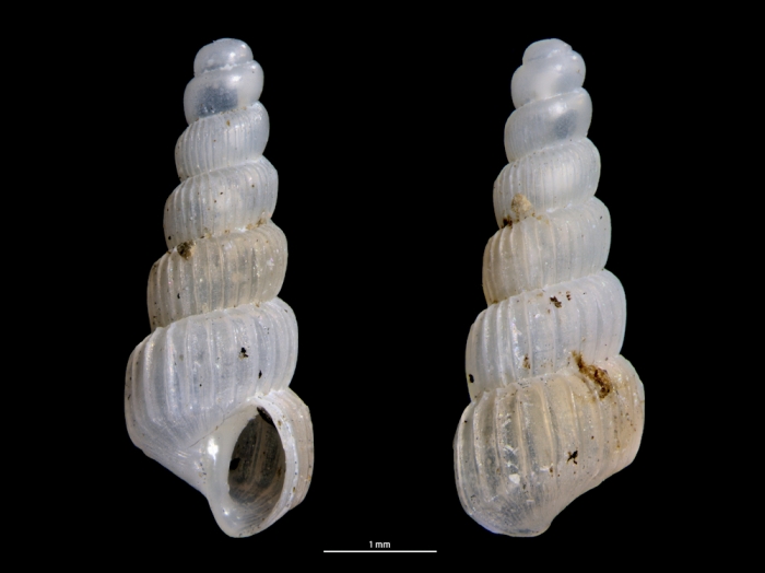 Truncatella pfeifferi Truncatella pfeifferi