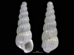 Turbonilla kidoensis