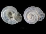 Vallonia costata