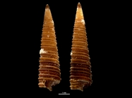 Viriola tricincta 