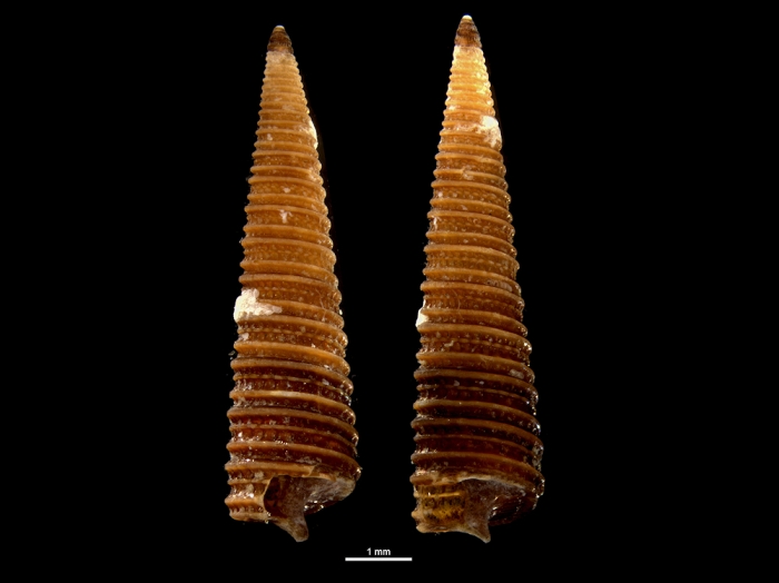 Viriola tricincta Viriola tricincta