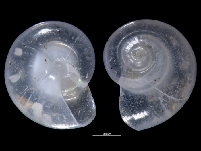 Vitrinella pusilla Vitrinella pusilla