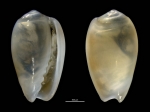 Volvarina exilis