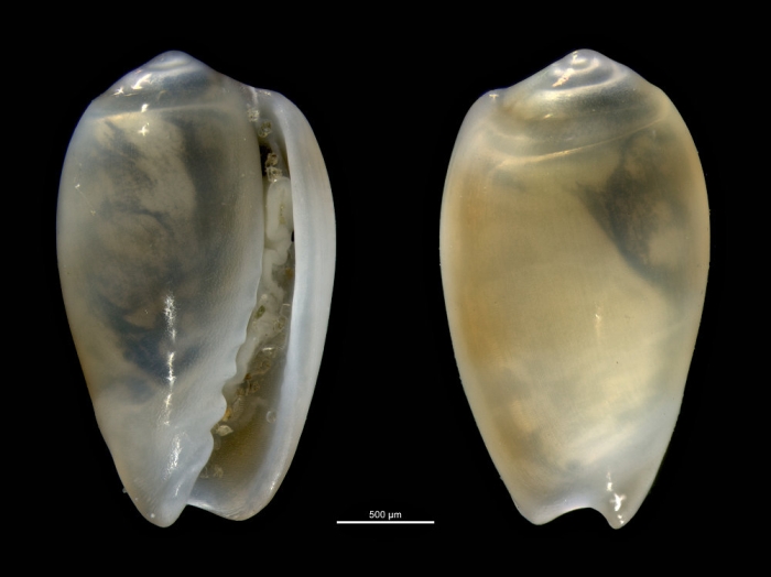 Volvarina exilis Volvarina exilis