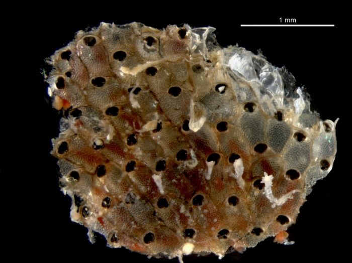 Watersipora subtorquata Watersipora subtorquata