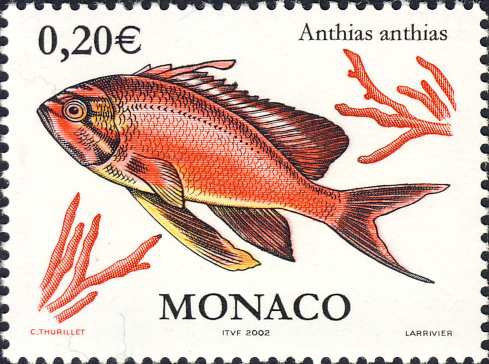 Anthias anthias Anthias anthias