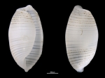 Weinkauffia macandrewii