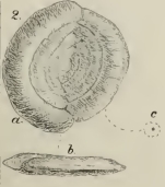 Spiroloculina desertorum Schwager, 1883