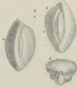 Miliolina (Quinqueloculina) lucens Schwager, 1883