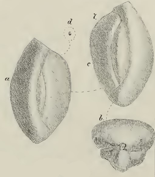 Miliolina (Quinqueloculina) lucens Schwager, 1883