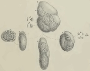 Fabularia zitteli Schwager, 1883