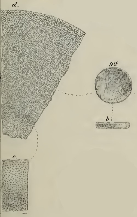 Orbitolites pharaonum Schwager, 1883