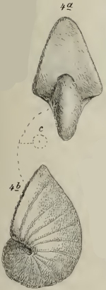 Nonionina latescens Schwager, 1883