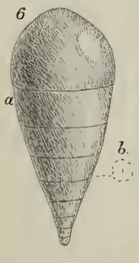 Glandulina caudigera Schwager, 1883