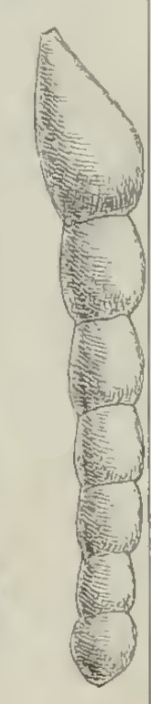 Marginulina dentalinoidea Schwager, 1883