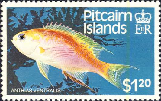 Anthias ventralis Anthias ventralis
