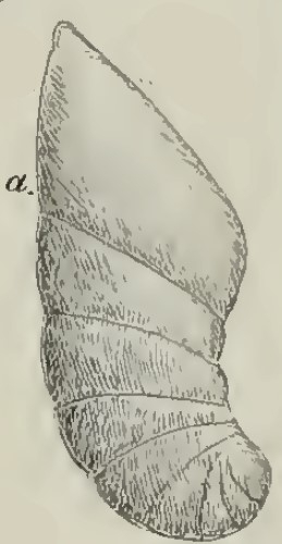 Marginulina gussensis Schwager, 1883