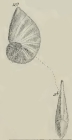 Cristellaria gussensis Schwager, 1883