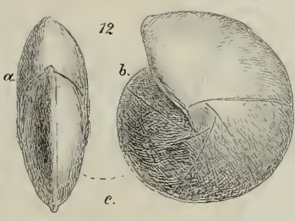 Cristellaria isidis Schwager, 1883