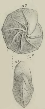 Cristellaria radiifera Schwager, 1883