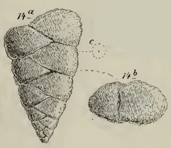 Plecanium niloticum Schwager, 1883