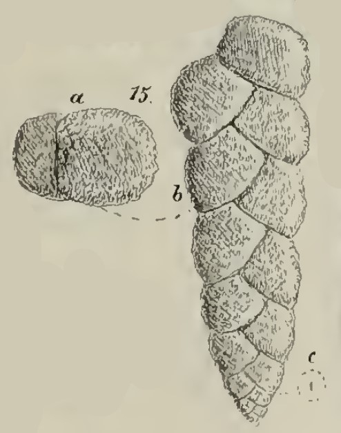 Plecanium ligulatum Schwager, 1883 Plecanium ligulatum Schwager, 1883