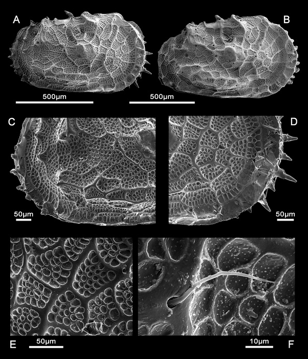 Abyssocythere bensoni