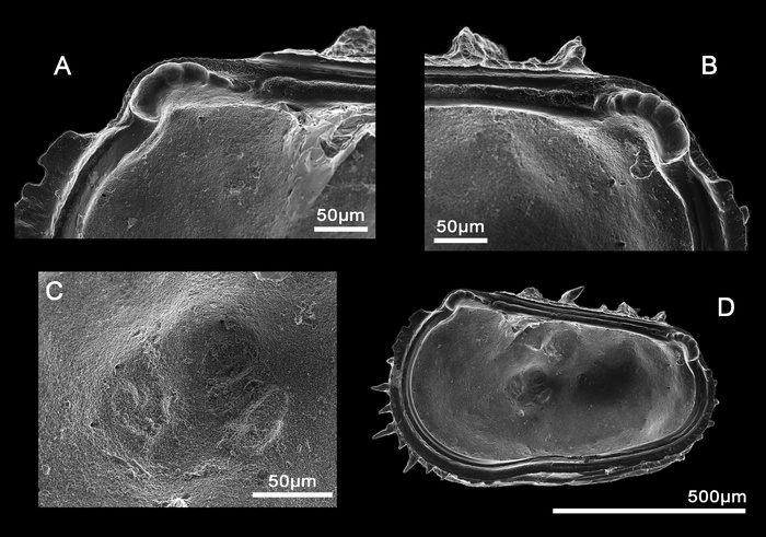 Abyssocythere bensoni