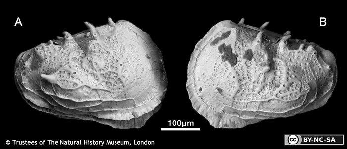 Abyssocythere squalidentata