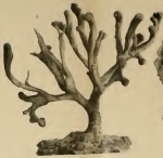 Rhizaxinella excellens Thiele, 1898