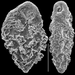 Abditodentrix pseudothalmanni