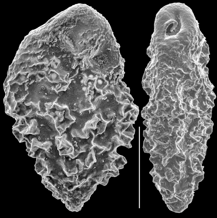 Abditodentrix pseudothalmanni