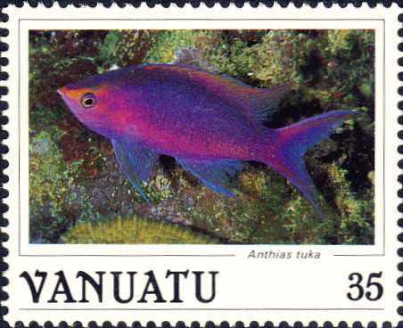 Anthias tuka Anthias tuka