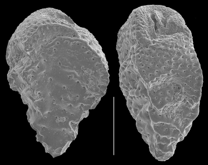 Abditodentrix rhomboidalis Abditodentrix rhomboidalis