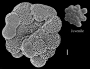 Acervulina mabahethi