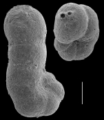 Acupeina triperforata