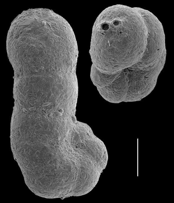 Acupeina triperforata