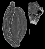 Adelosina mediterranensis