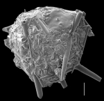 Aggerostramen rustica