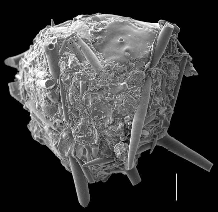 Aggerostramen rustica