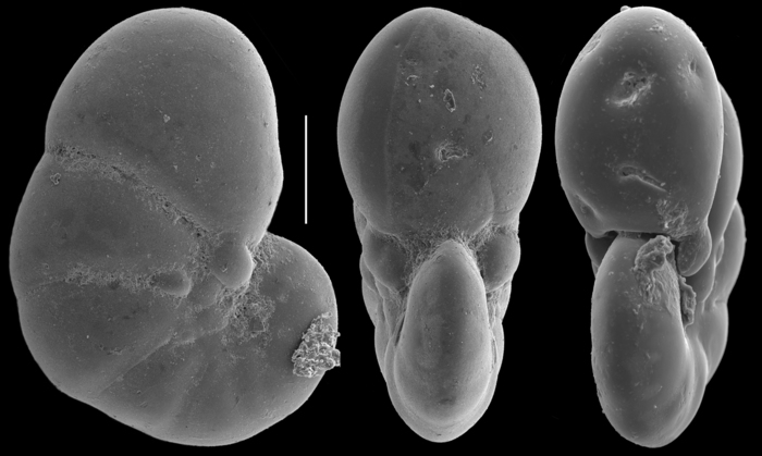 Aliatina variabilis Aliatina variabilis
