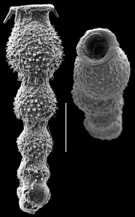 Allassoida virgula Allassoida virgula