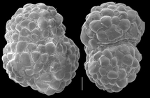 Alveolophragmium zealandicum